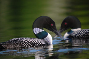 Photo by Gary J. Wege, USFWS (Creative Commons)